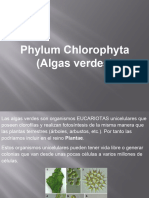 Presentacion Chlorophytas