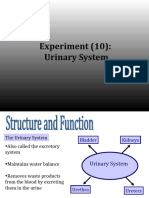 Urinary System