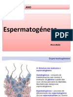 2 - Espermatogénese