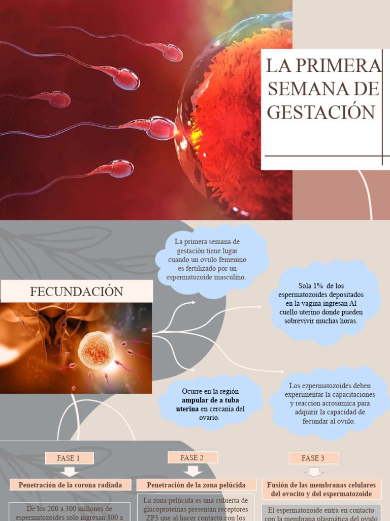 1ra Semana de Gestacion New PDF Embrión Sexo