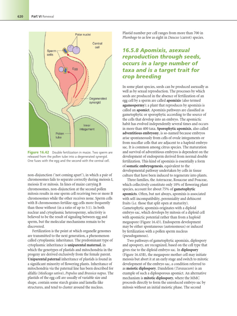 Apomixis Molecular Life of Plants | PDF | Fertilisation | Ploidy