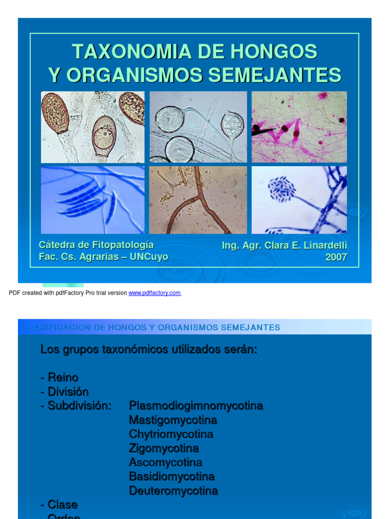 taxonom-a-de-hongos-parte-1-a-pdf-nucle-tidos-virus