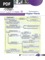 Photosynthesis in Higher Plants Notes | PDF | Photosynthesis | Chloroplast