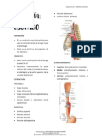 Anatomia Esofago