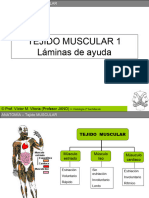 Muscular Laminas Apoyo
