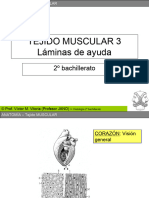 Muscular Laminas Apoyo 3