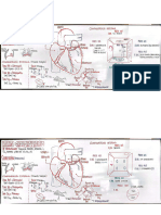 Aparato Cardiocirculatorio