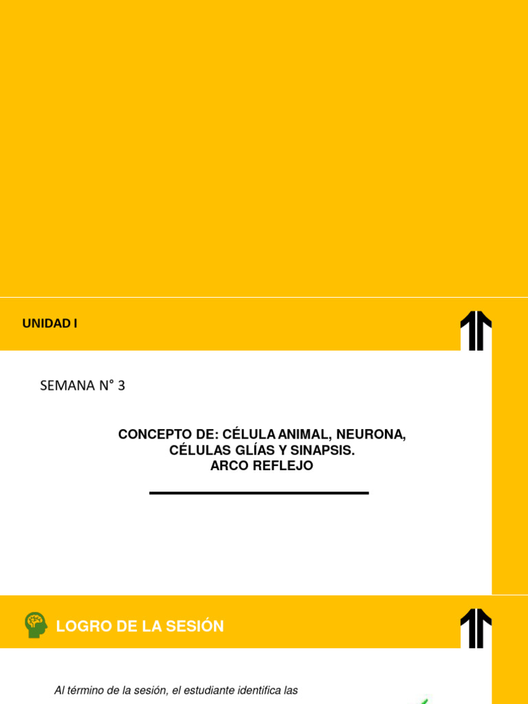 Sesión N°3 | PDF | Sinapsis | Neurona
