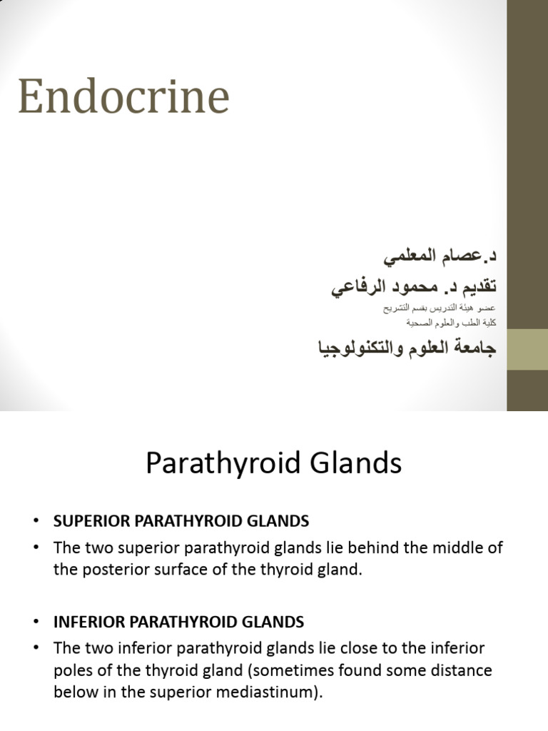 2 endocrine lab pdf pancreas digestive system