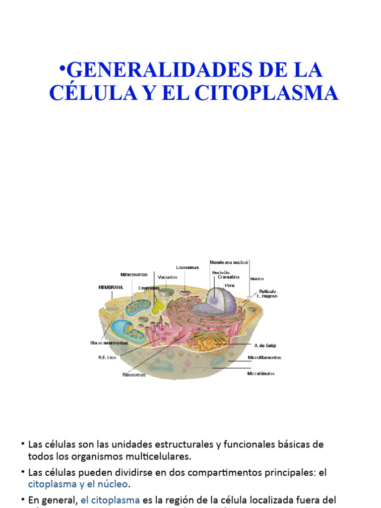 Estructura y Función de la Célula y Citoplasma | PDF | Citoplasma ...