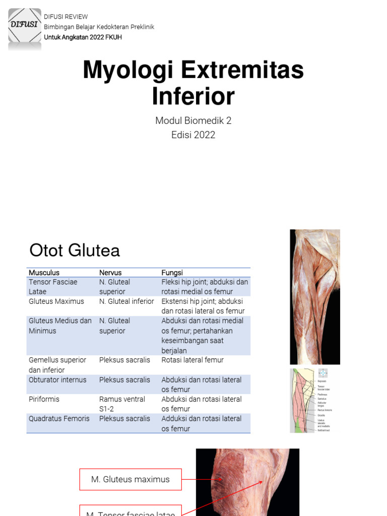 Otot dan Fungsi Extremitas Inferior | PDF | Kajian Bahasa Asing ...