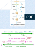 Regulacion Expresión Genetica