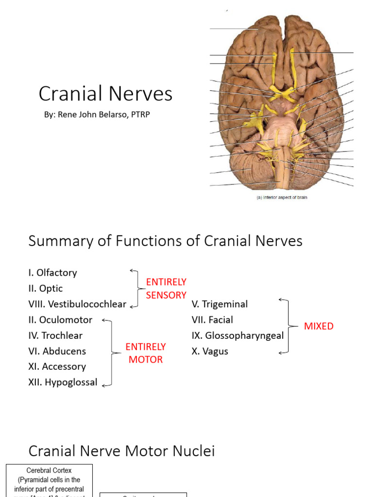 Cranial Nerves | PDF | Neuroscience | Neuroanatomy