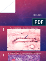 Rondín 2018 e