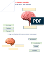 El Cerebro para Niños