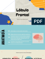 Lóbulo Frontal