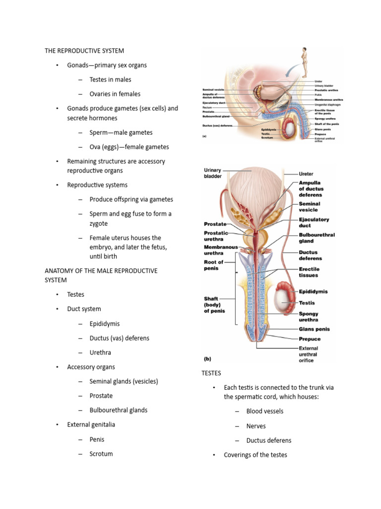 Overview of the Human Reproductive System | PDF