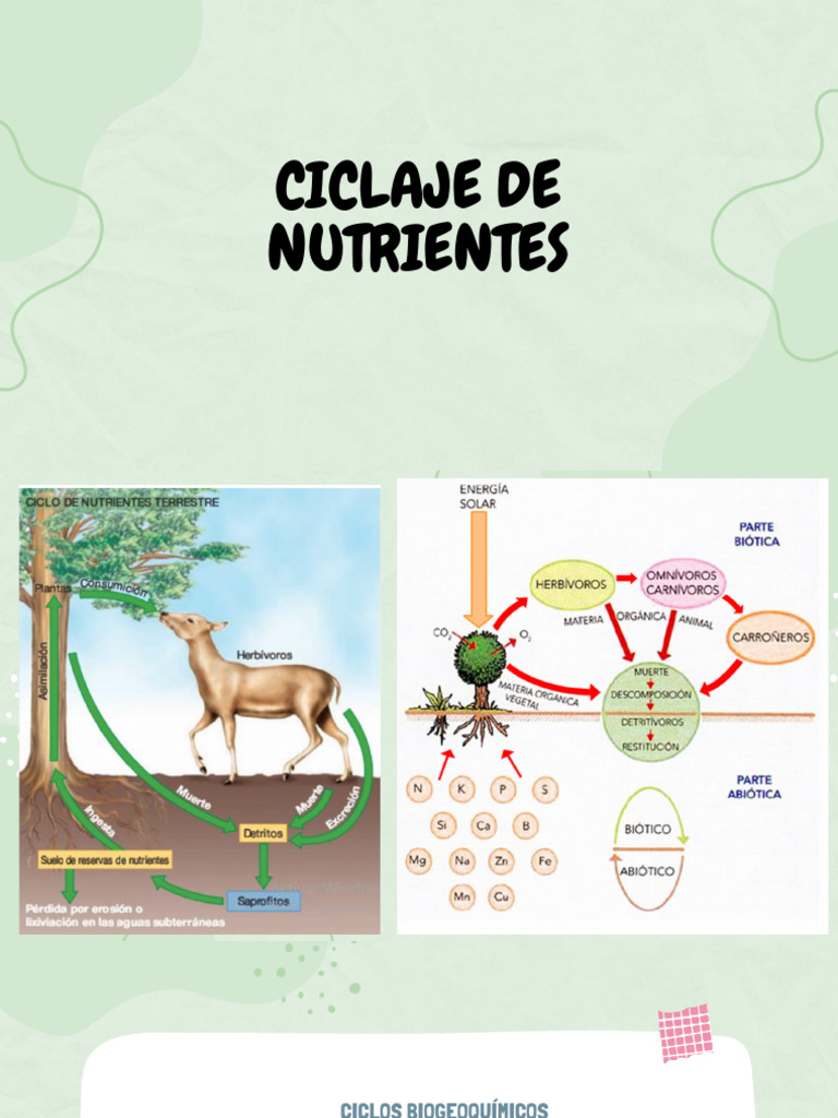 tema-4-2023b-descargar-gratis-pdf-ecolog-a-fertilizante