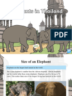 TH T T 14 Thai Elephants Powerpoint