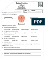 Brain Test Worksheet