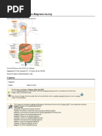 Easy Labeled Digestive System Diagram | PDF | Human Digestive System ...