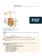 File Digestive System Diagram en - SVG