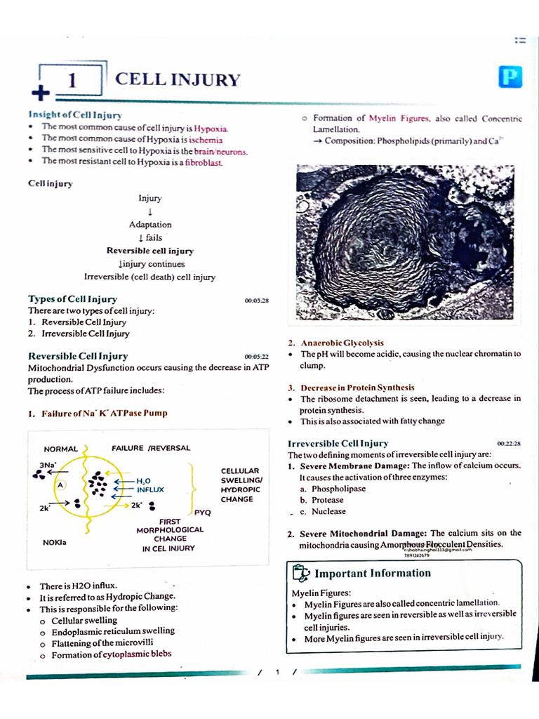 Cell Death Pdf _ (PDF) Mechanisms of cell injury and death – UHEDM