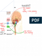 NVS 3 (Brainstem)