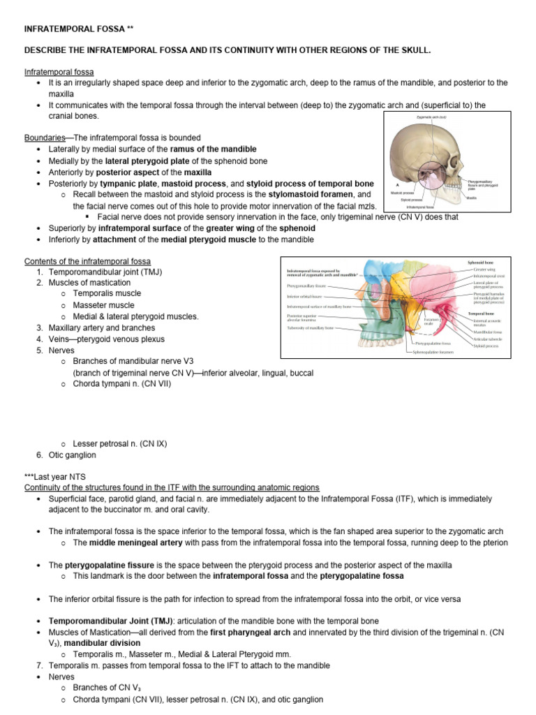 Infratemporal Fossa Anatomy Overview | PDF | Anatomy | Human Anatomy