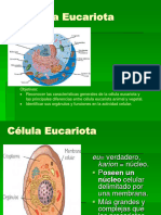 Cel Eucariota