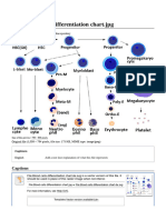 File Blood Cells Differentiation Chart - JPG