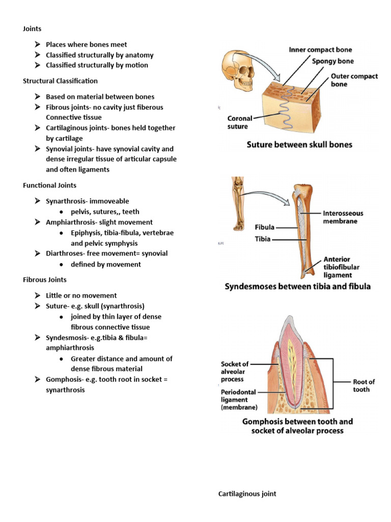 Joints | PDF | Anatomical Terms Of Motion | Joint