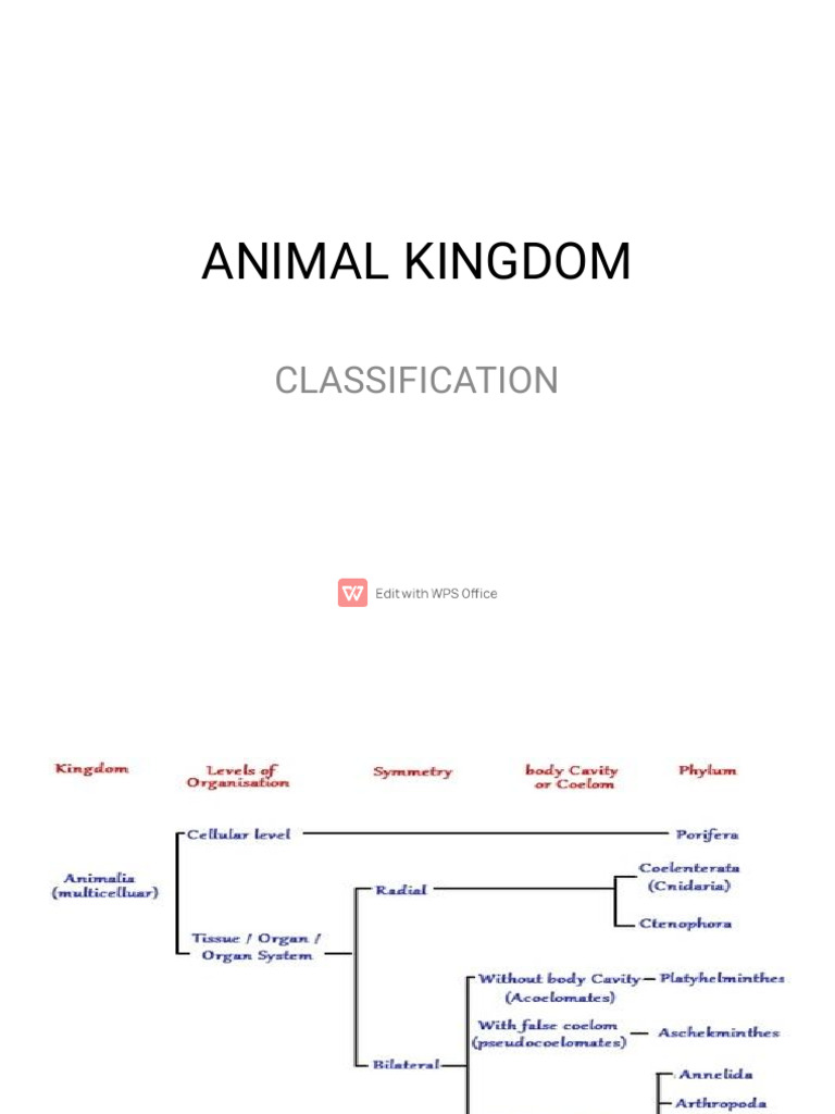 Animal Kingdom | PDF | Sponge | Anatomy