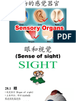 Sensory Organ - Eye