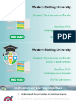 Western Blotting University: Chapter 2: Electrophoresis and Transfer