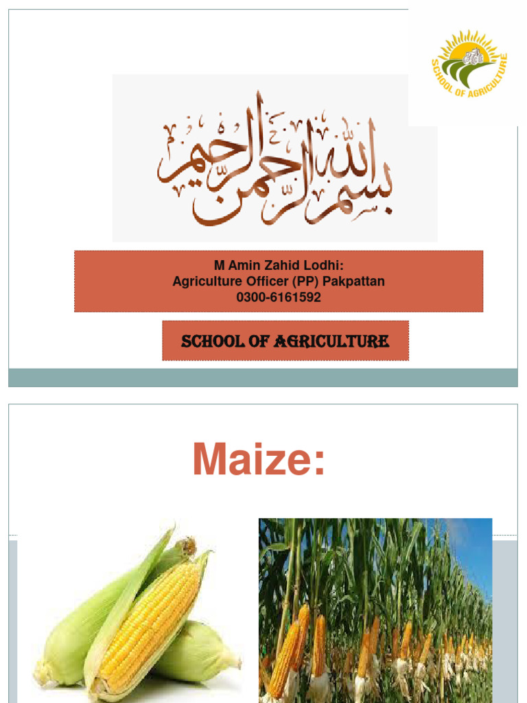 04 Maize PDF Maize Fungus