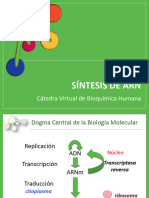 29 - Sintesis de Arn