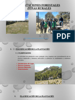 Plantaciones Forestales Zona Rural