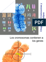3-04 Citogenética