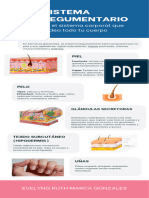 Sistema Tegumentario