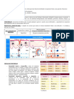 Sistema Inmune (Resumen General)