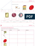 Specialised-Cells-Worksheet - 2022