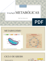 Vías Metabólicas