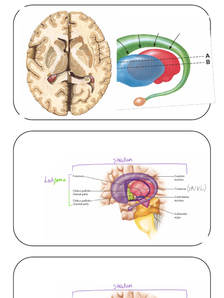Anatomy. Basal Ganglia | PDF