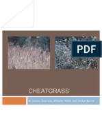 Cheat Grass