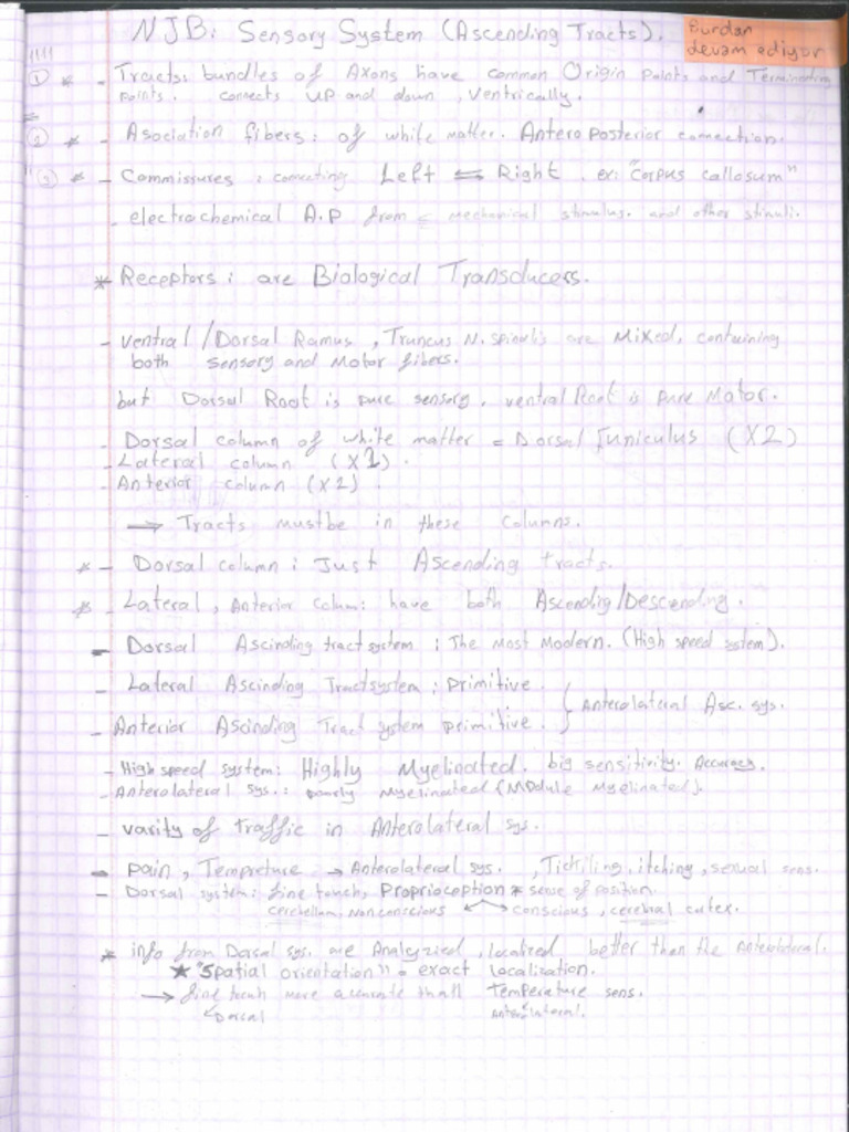 Neuroanatomy and Neurophysiology (PART2) - Hand Notes (Emad Khatib) | PDF
