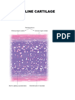 Practical 6 Cartilage