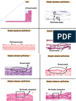 EPITHELIUM