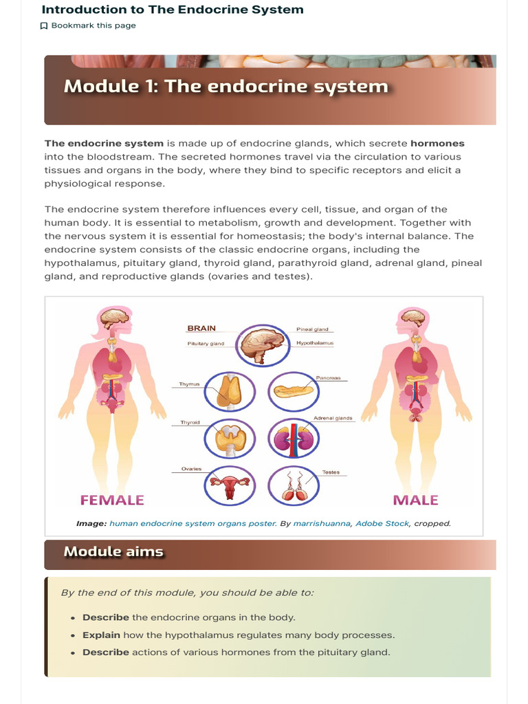 Overview of the Endocrine System | PDF