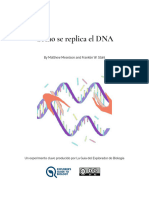 Cómo Se Replica El DNA